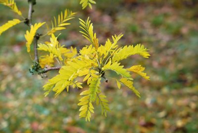 Gleditsia triacanthos 'Sunburst' - dřezovec trojtrnný - podzimníí listy